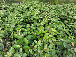 Eleagnus Ebbenjii 2ltr