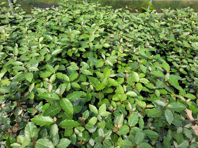 Eleagnus Ebbenjii 2ltr - Image 2