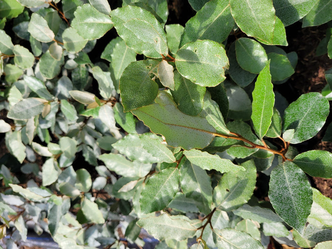 Eleagnus Ebbenjii 2ltr - Image 3