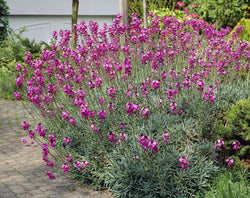 Erysimum 'Bowles Mauve', 2L
