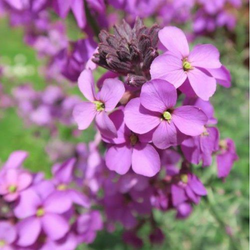 Erysimum 'Bowles Mauve', 2L Keans Claremorris
