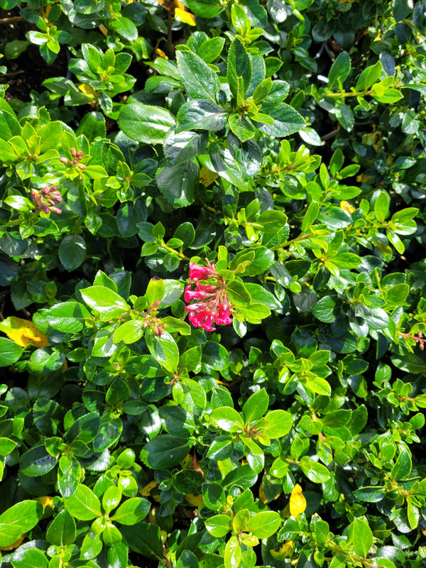 Escallonia rubra macrantha 2L 30-40cm