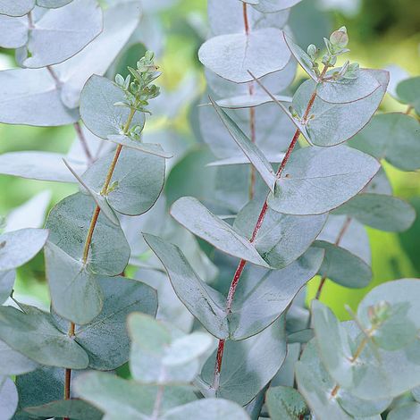 Eucalyptus Gunnii C2 40cm Keans Claremorris