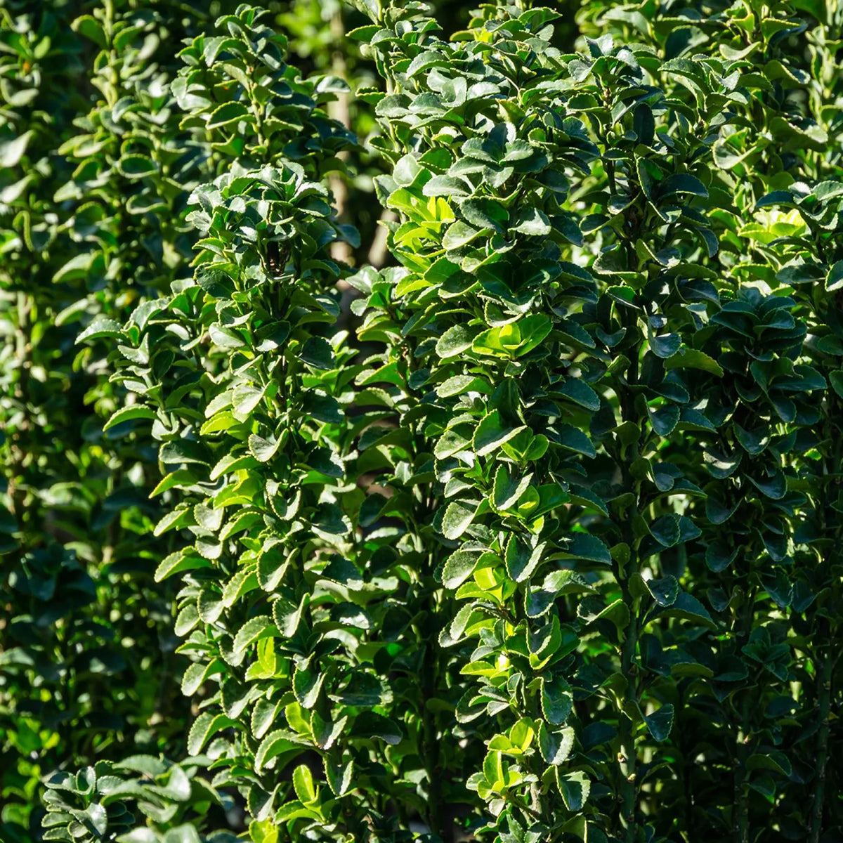 Dense green foliage of Euonymus Japonicus Benkomasaki Bol shrub in bright sunlight