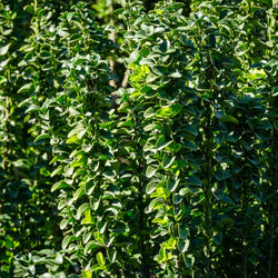 Euonymus Japonicus Benkomasaki Bol