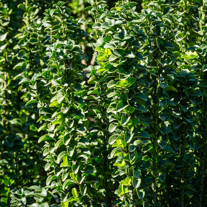 Euonymus Japonicus Benkomasaki Bol - Image 3