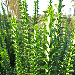 Euonymus Japonicus Benkomasaki Bol
