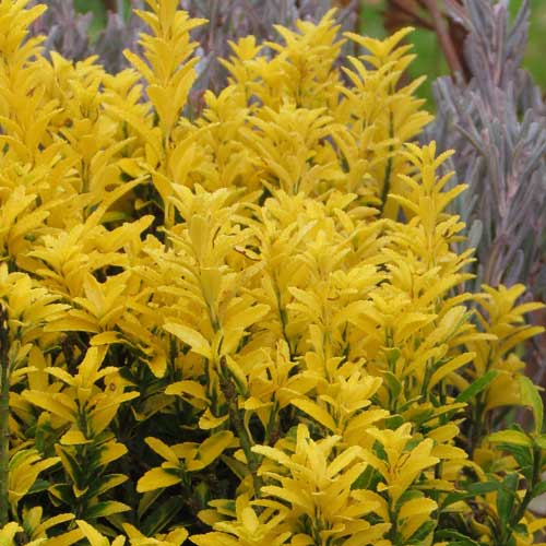 Euonymus Eldorado shrub with vibrant yellow-green leaves, perfect for gardens – available at Keans Claremorris.