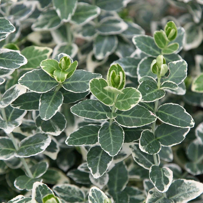 Euonymus Emerald Gaiety 2L evergreen shrub with white-edged leaves, ideal groundcover or climber, from Keans Claremorris.