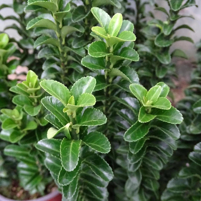 Euonymus Japonicus Benkomasaki Bol Keans Claremorris