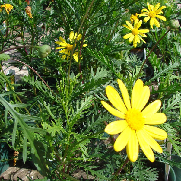 Euryops Pectinatus P14 35cm Keans Claremorris