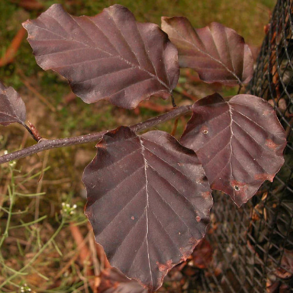 Fagus sylvatica ‘Purpurea Pendula’ (Weeping Purple Beech) – 10L (125–150cm)