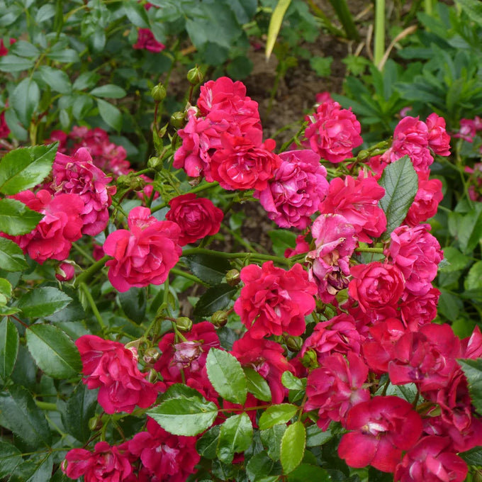 Rosa 'Fairy Queen' 12L STD - Image 2