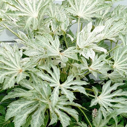 Fatsia Japonica Spider Web P24 60cm