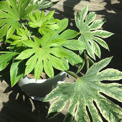 Fatsia Japonica Spider Web P24 60cm Keans Claremorris