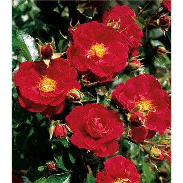 Flower Carpet Rose Ruby 3.5L red semi-double blooms, disease resistant, repeat flowering summer to autumn – Keans Claremorris