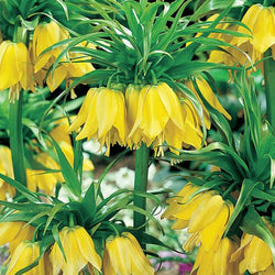 Fritillaria Imperalis Lutea 3L