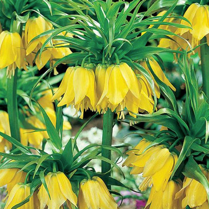 Fritillaria Imperalis Lutea 3L - Image 4