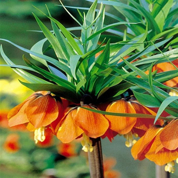 Fritillaria Imperalis Aurora 3L Keans Claremorris