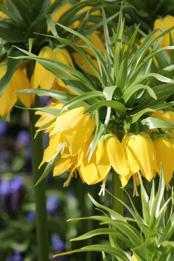 Fritillaria Imperalis Lutea 3L Keans Claremorris