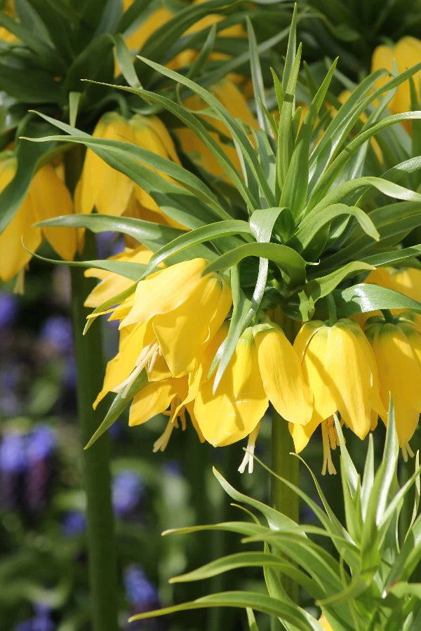 Fritillaria Imperalis Lutea 3L Keans Claremorris
