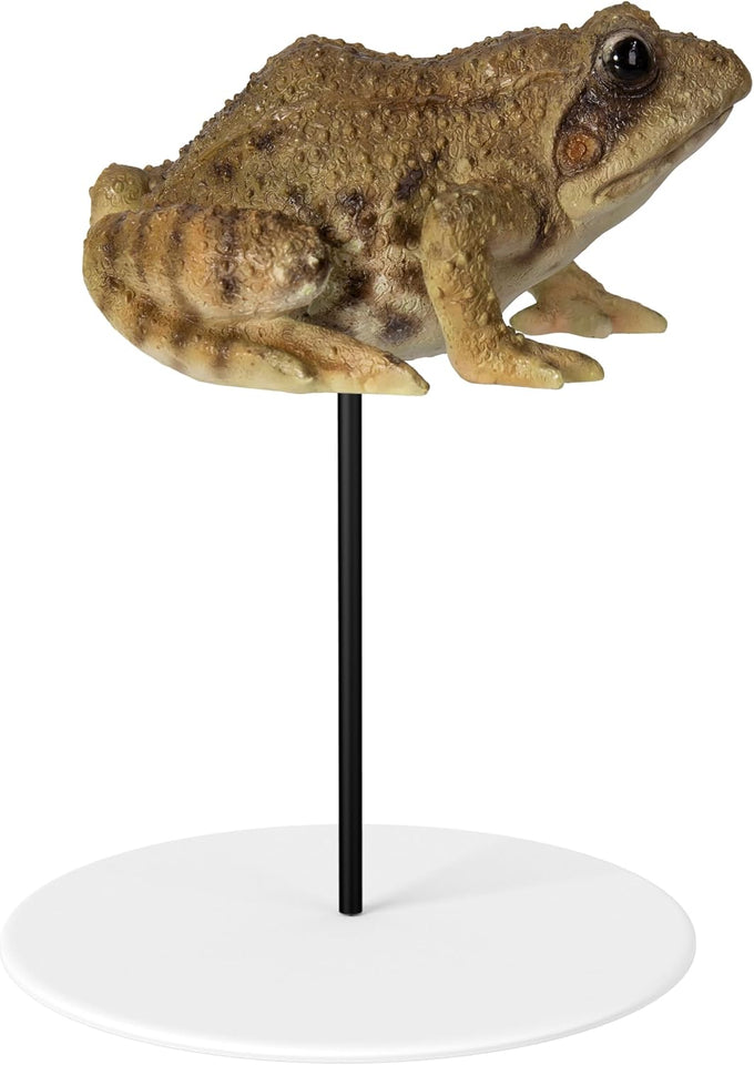 Frog Plant Pal Resin Ornament  Keans Claremorris