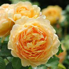 Rosa 'Golden Celebration' 6L  David Austin shrub