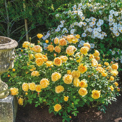 Rosa 'Golden Celebration' 6L  David Austin shrub