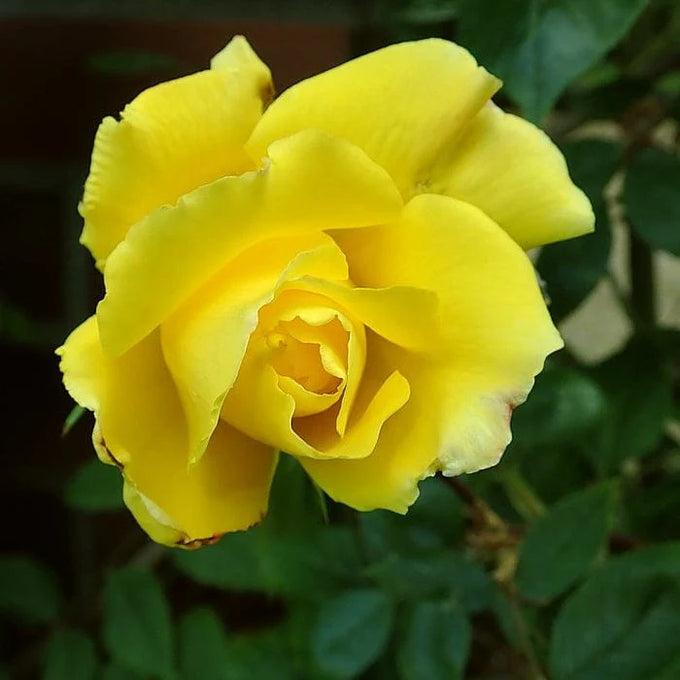Rosa 'Golden Showers' Climbing Mix 4.5L - Image 2