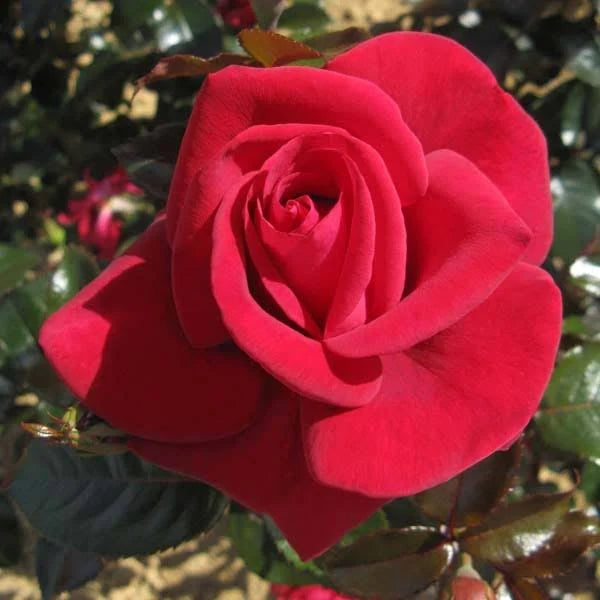 Rosa Grande Classe 4.5L  Hybrid Tea - Image 1