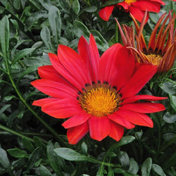 Gazania New Day® Red, 9cm