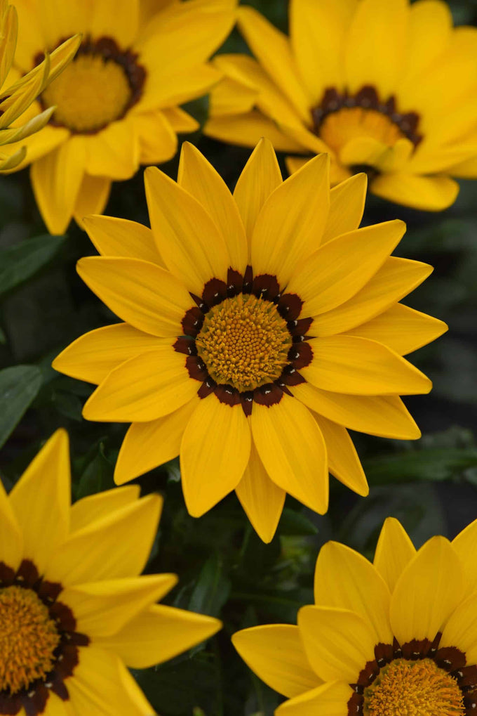 Gazania New Day® Yellow, 9cm - Image 2