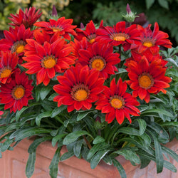 Gazania New Day® Red, 9cm Keans Claremorris
