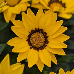 Gazania New Day® Yellow, 9cm Keans Claremorris