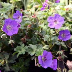 Geranium Rozanne 2ltr