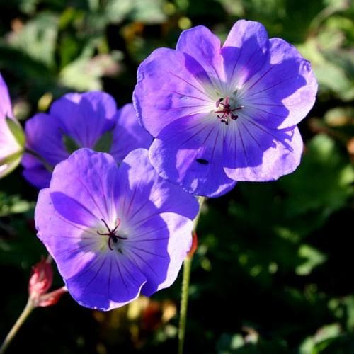 Close-up of vibrant purple Geranium Rozanne flowers with green foliage in the background
