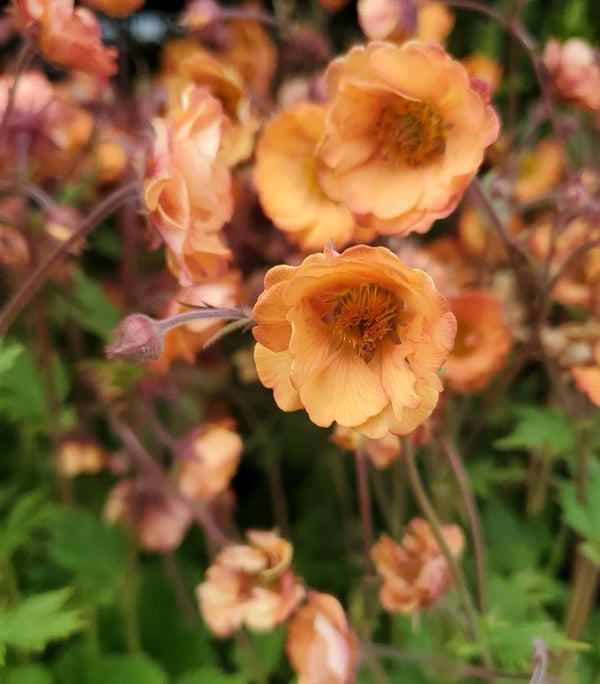 Geum 'Tempo Orange' 2L Keans Claremorris