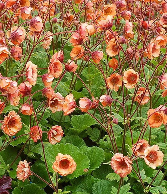 Geum 'Tempo Orange' 2L - Image 2