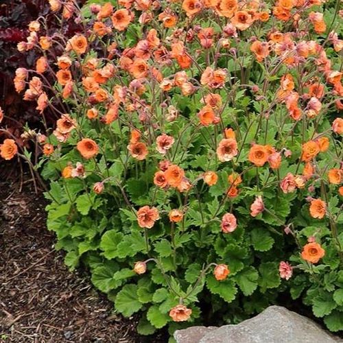 Geum 'Tempo Orange' 2L - Image 3