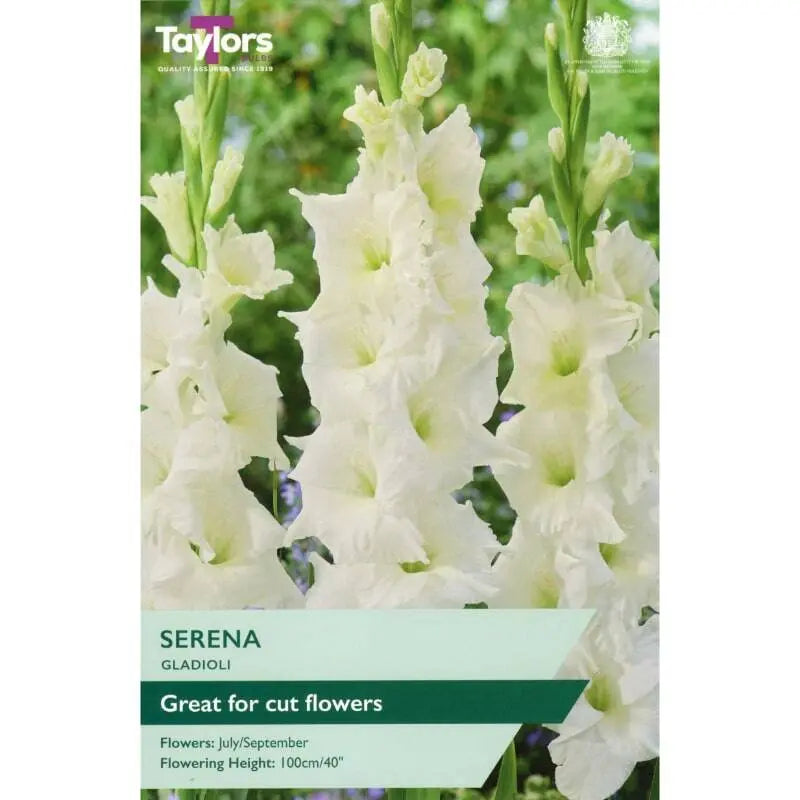 Tall white Gladioli Serena flower spikes with ruffled petals against a blurred green background