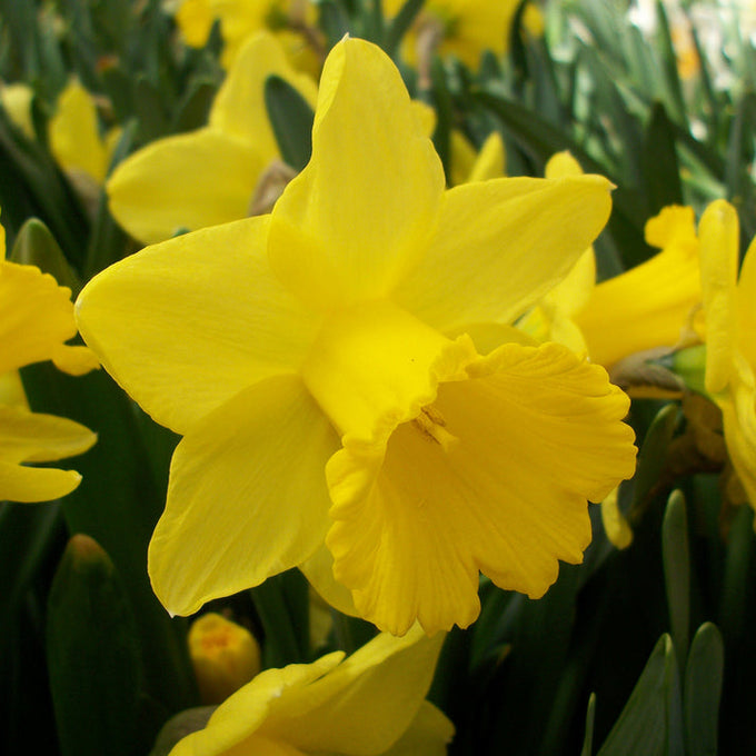 Narcissus ‘Golden Trumpets’ 5kg sack, approx. 100 bulbs, bright golden trumpet daffodils for spring, Keans Claremorris.
