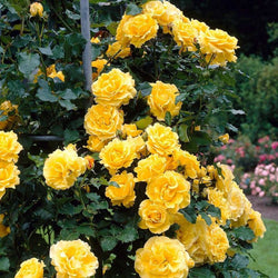 Rosa 'Golden Showers' Climbing Mix 4.5L