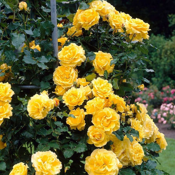 Rosa 'Golden Showers' Climbing Mix 4.5L