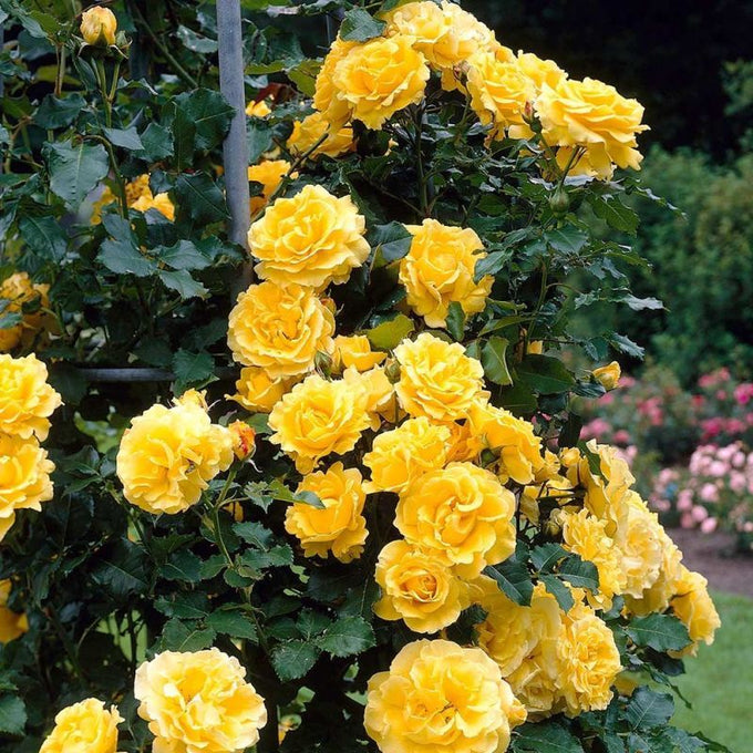 Rosa 'Golden Showers' Climbing Mix 4.5L - Image 1
