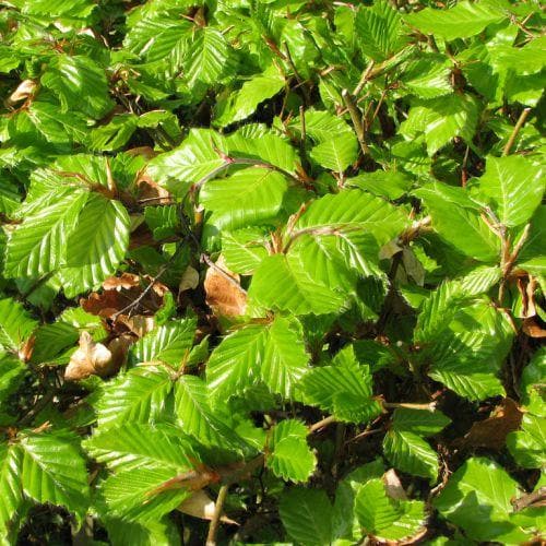 Green Beech Bareroot Tree 150-180 cm, 1+2 R, Fagus Sylvatica - Keans Claremorris