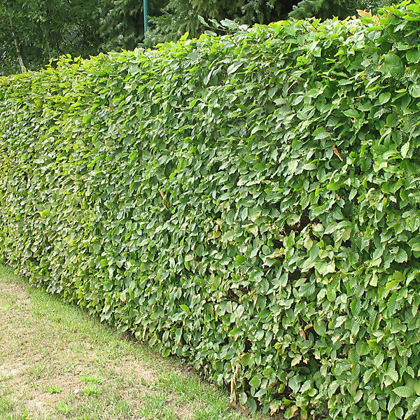 Green Beech Bareroot Tree 150-180cm, hardy deciduous with glossy leaves, ideal for hedging or timber – Keans Claremorris