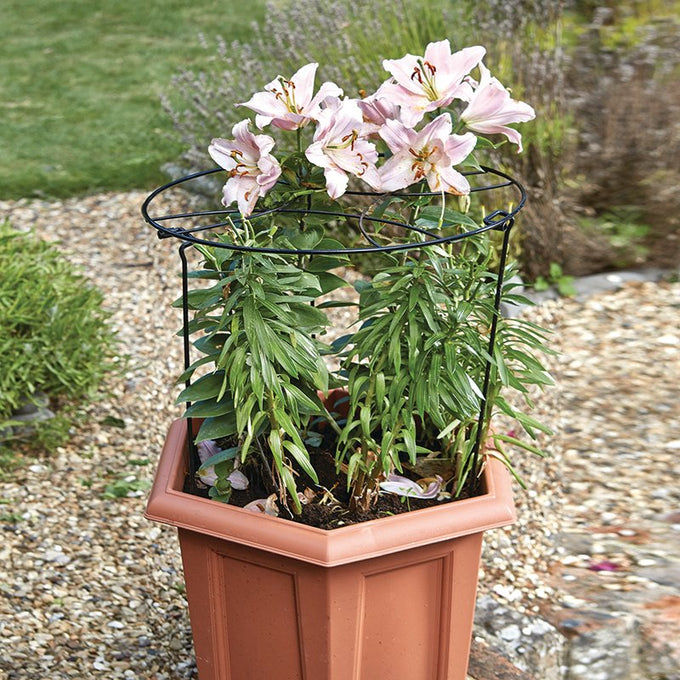 Gro-Ring 50cm with 75cm Legs Keans Claremorris