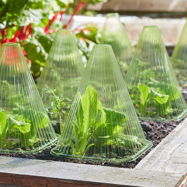 GroZone Gro Cloche 10pk Keans Claremorris