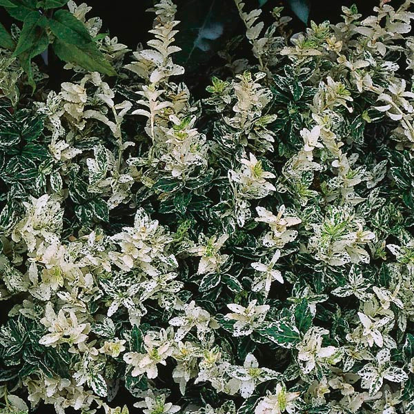 Euonymus Golden Harlequin 2ltr evergreen shrub with variegated green, white, and pink leaves – Keans Claremorris.
