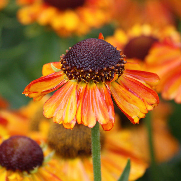 Helenium 'Short n Sassy', 2L